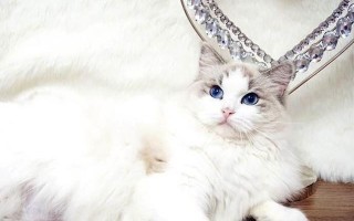 ai猫切片，猫切片怎么用